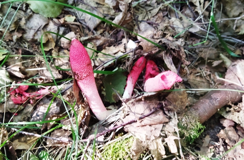 Мутинус Равенеля