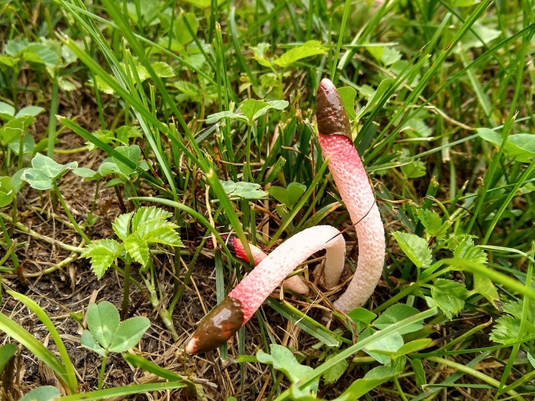 Мутинус равенеля гриб