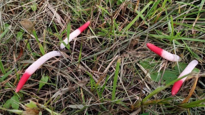 Гриб мутинус собачий