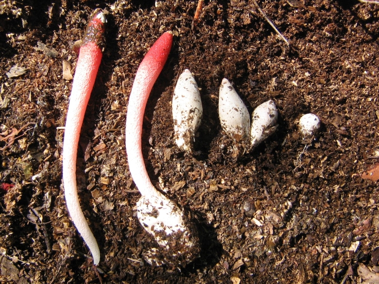 Мутинус собачий гриб