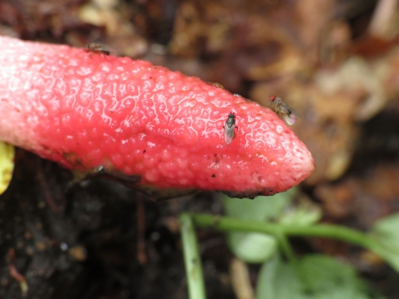 Мутинус равенеля гриб