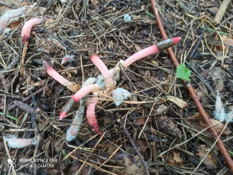 Мутинус равенеля