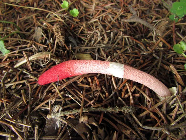 Мутинус канинус гриб