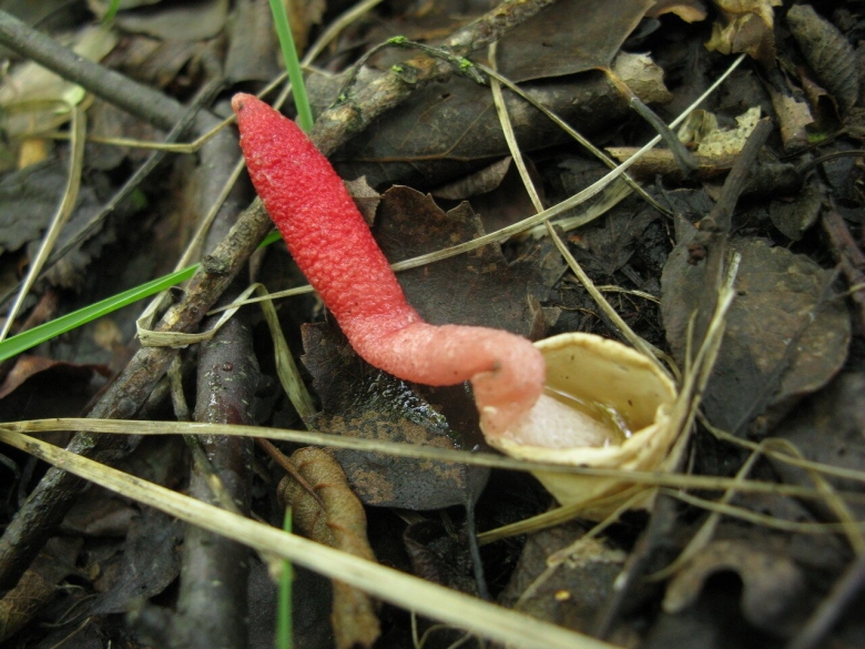 Мутинус равенеля гриб