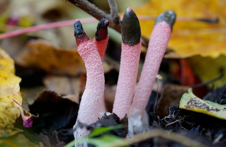 Мутинус собачий гриб