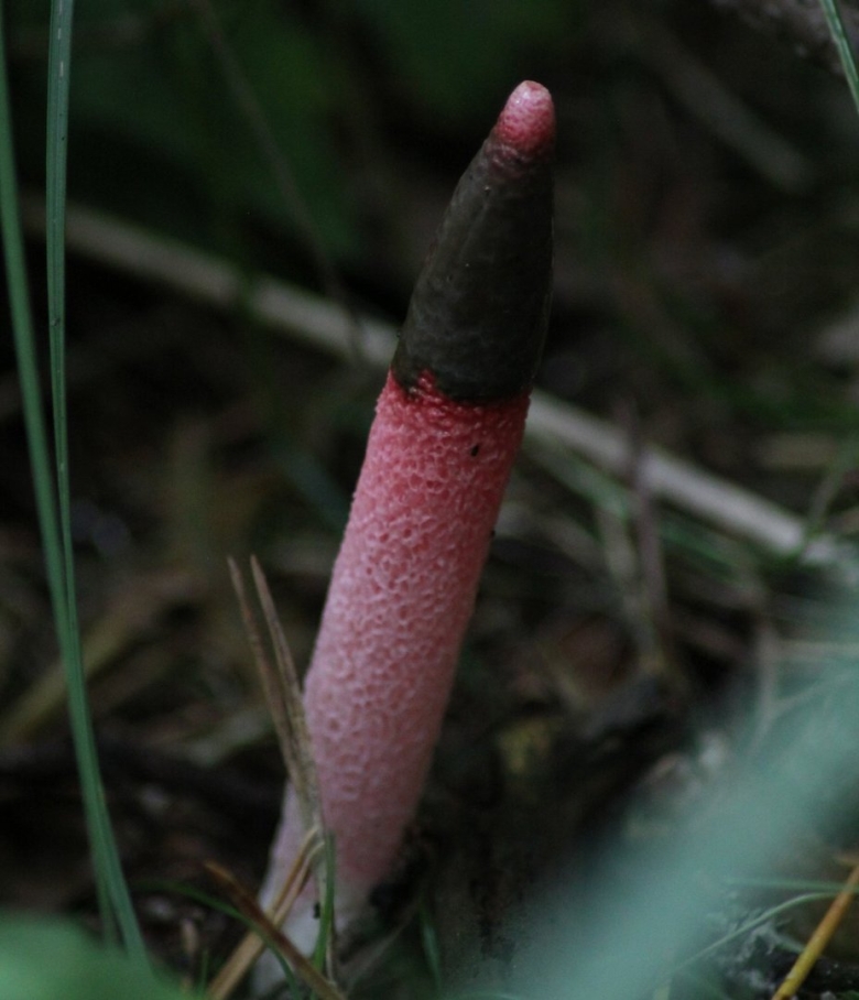 Мутинус равенеля