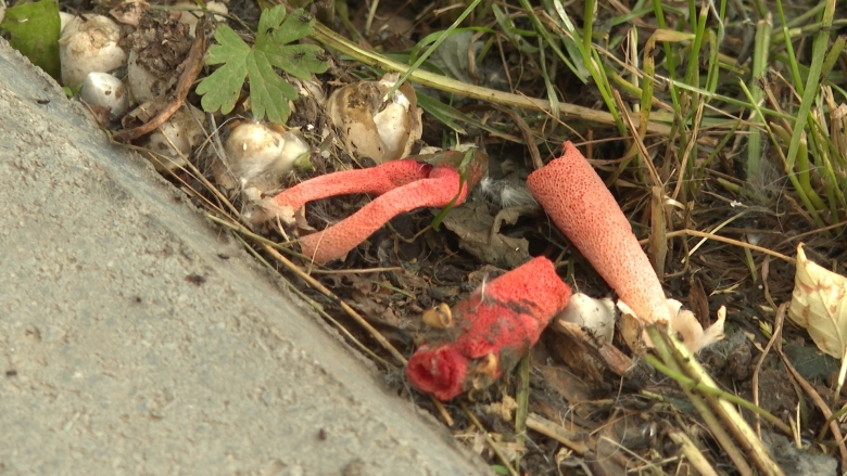 Мутинус равенелли