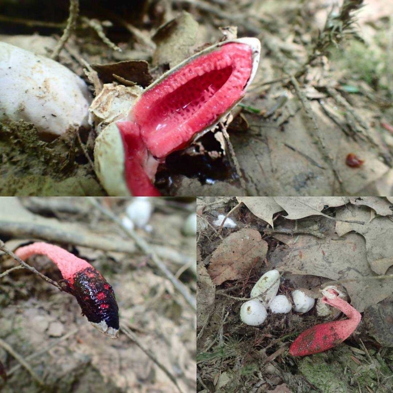 Гриб мутинус собачий