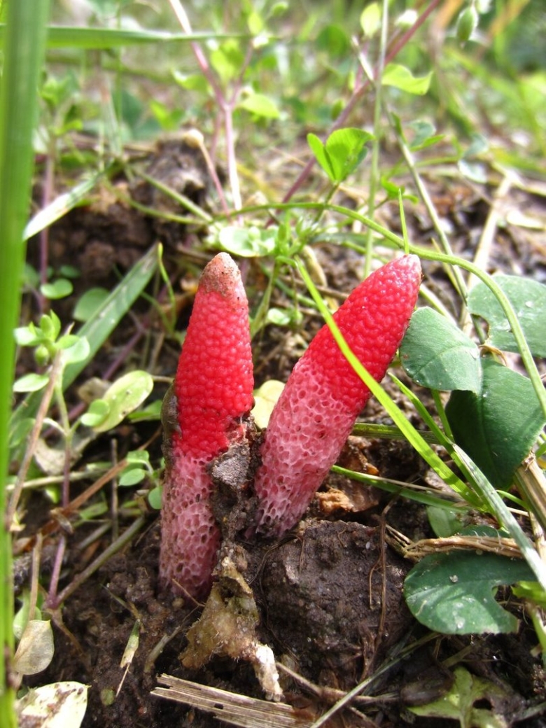 Мутинус равенеля гриб