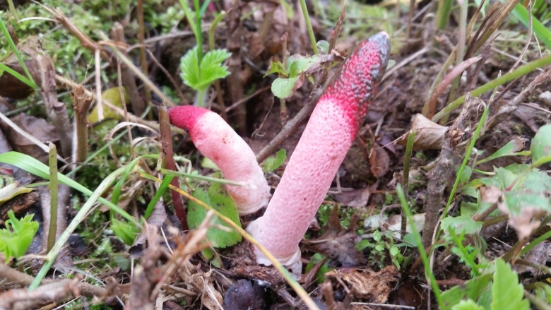 Мутинус равенелли ведьмин гриб