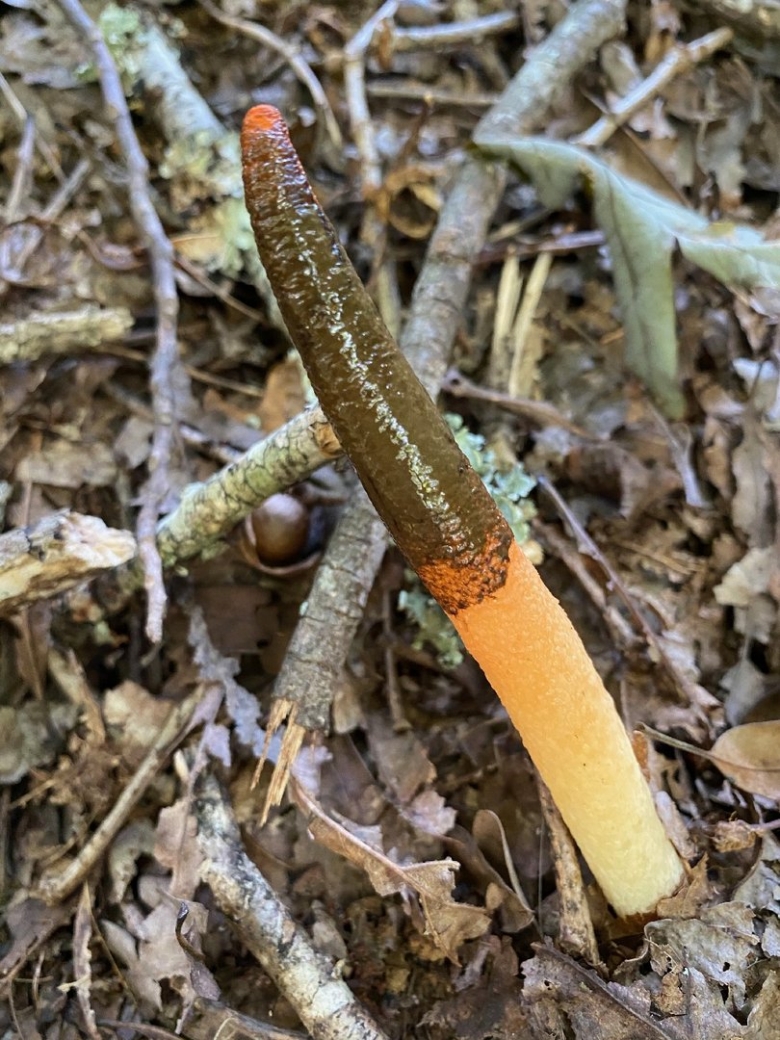 Гриб вонючий Рог