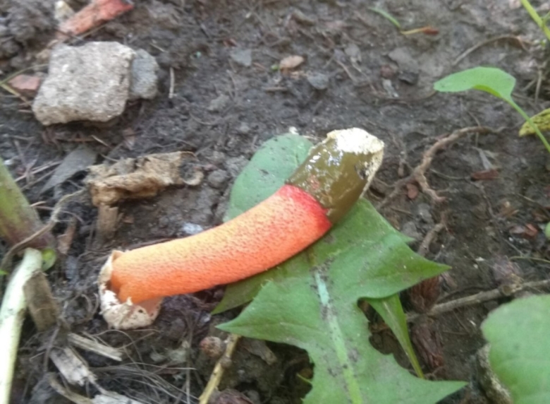 Мутинус собачий