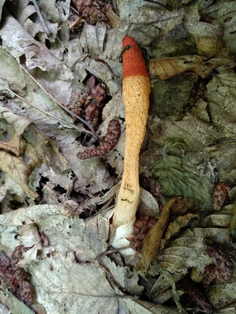 Мутинус собачий гриб