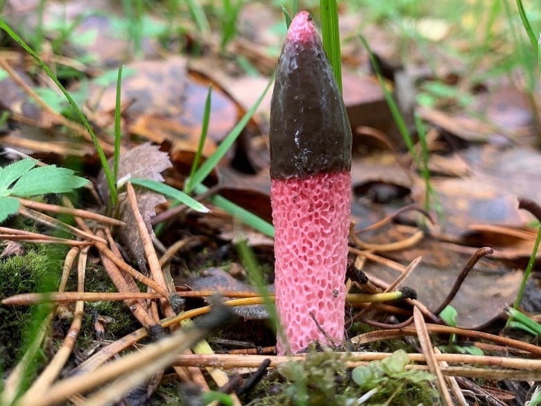 Мутинус Равенеля гриб