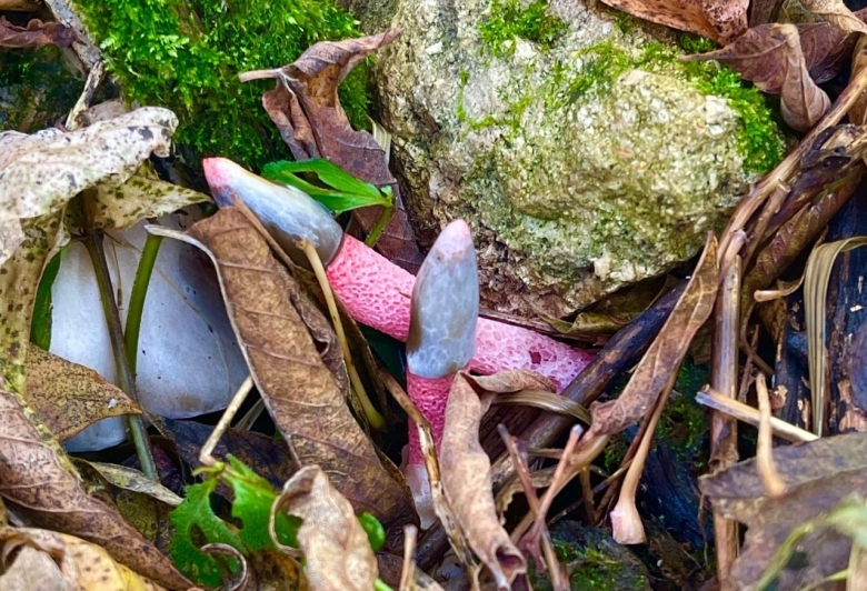 Мутинус Равенеля гриб