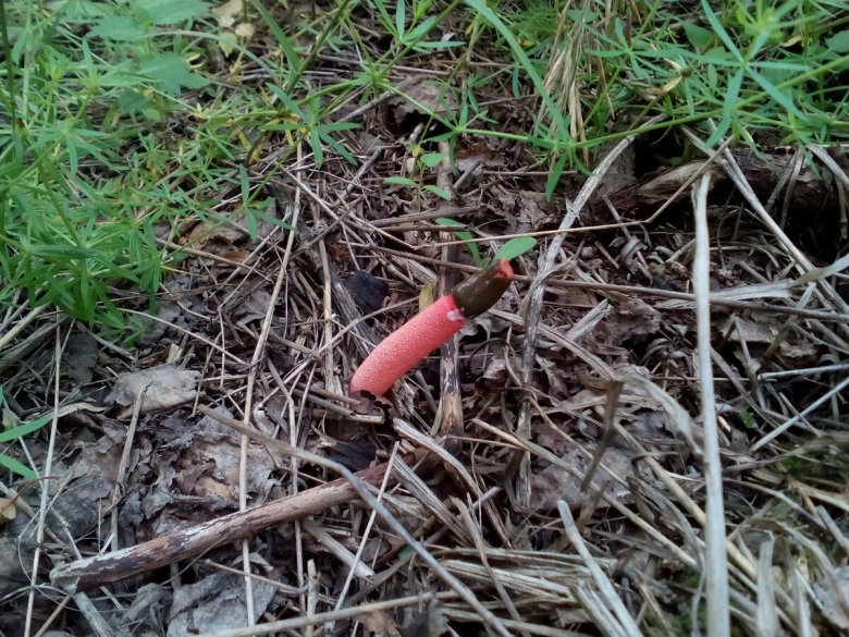 Мутинус Равенеля гриб