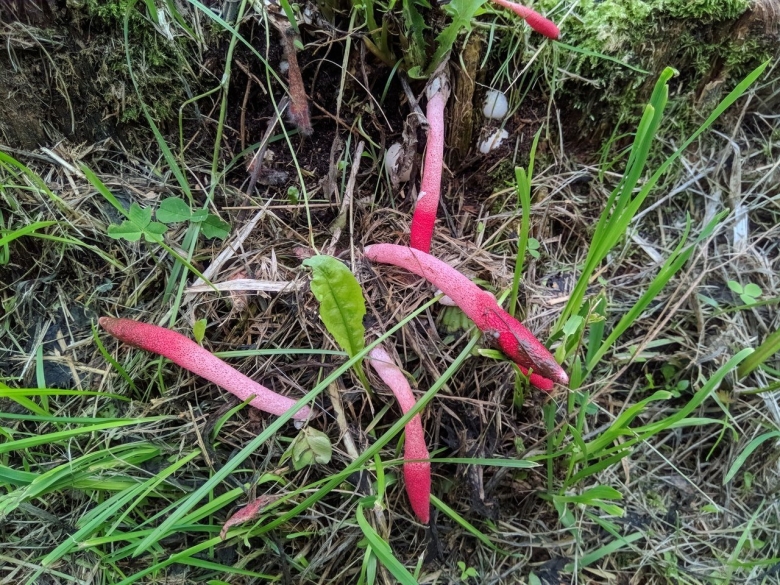 Гриб Мутинус Равенелли