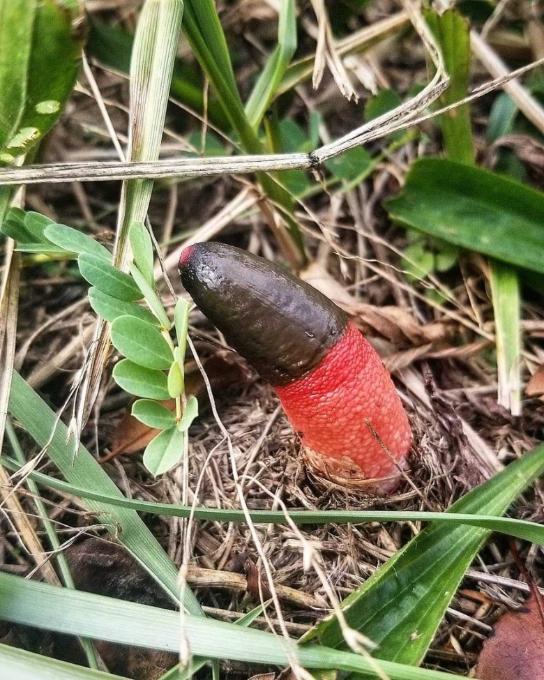 Мутинус канинус гриб