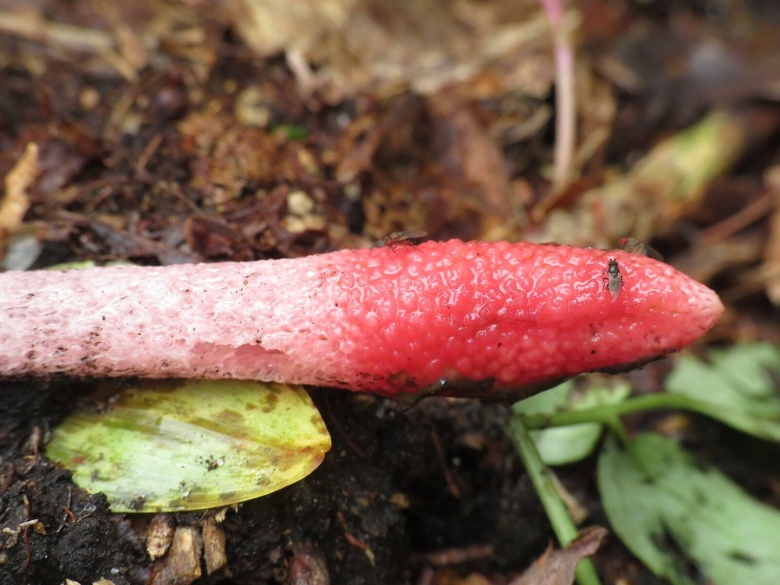 Мутинус равенеля гриб