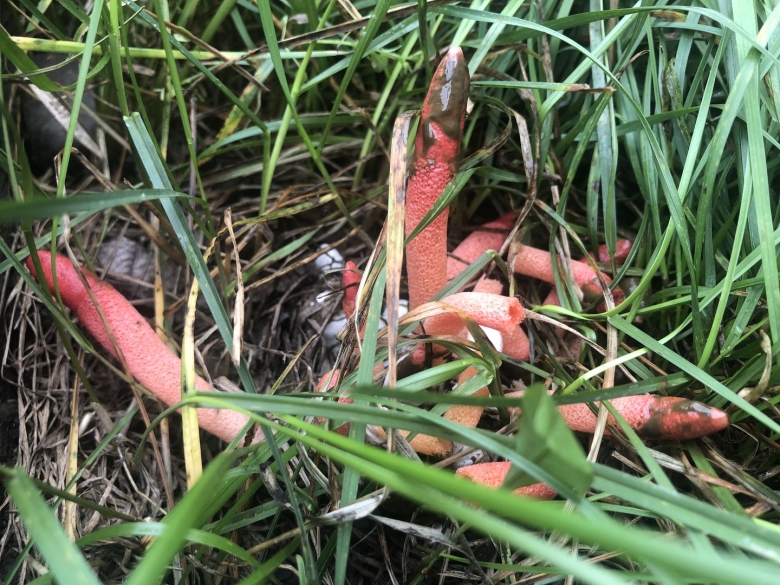 Мутинус равенеля ядовитый?