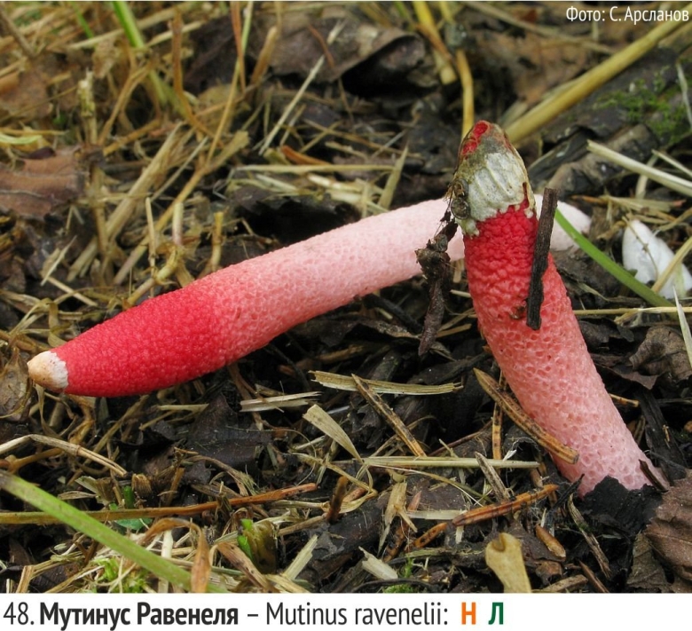 Мутинус равенеля гриб