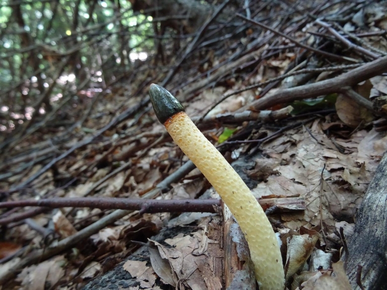 Мутинус канинус