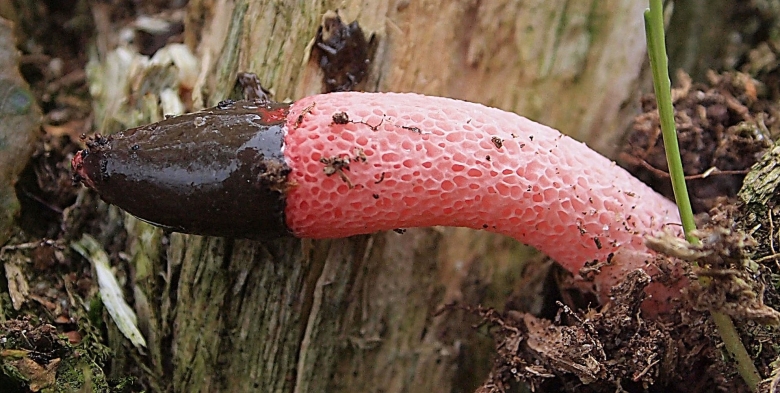 Мутинус равенеля гриб