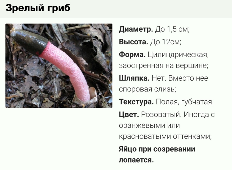 Красный гриб собачий мутинус