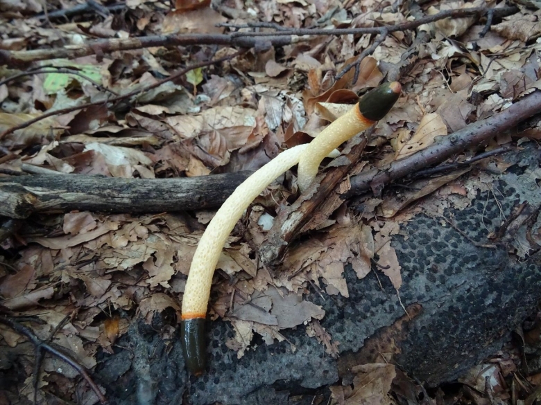 Гриб мутинус равенеля