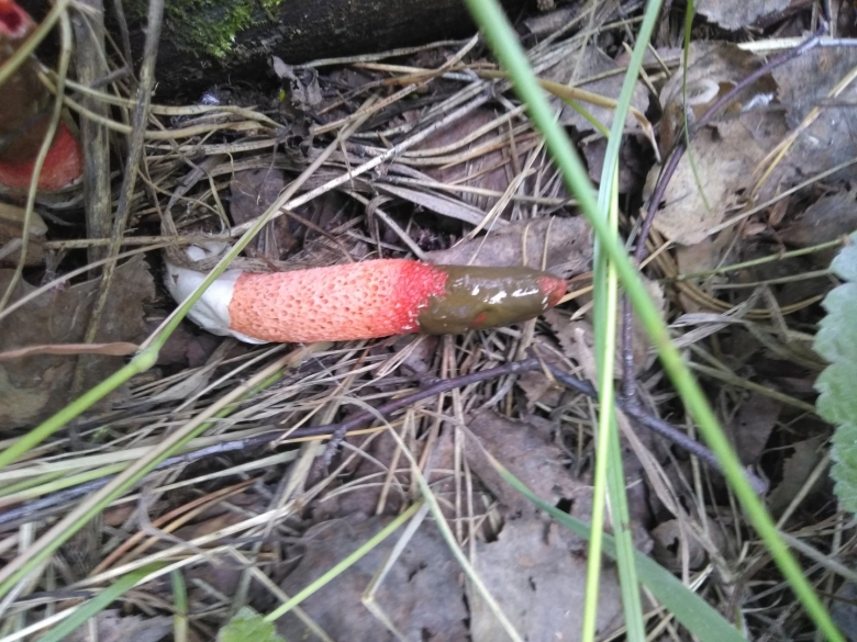 Мутинус канинус гриб