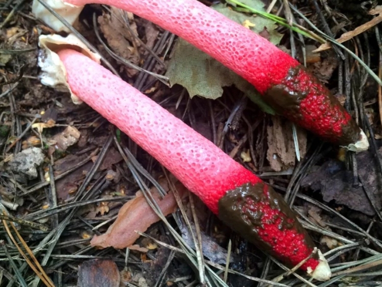 Гриб мутинус равенелли