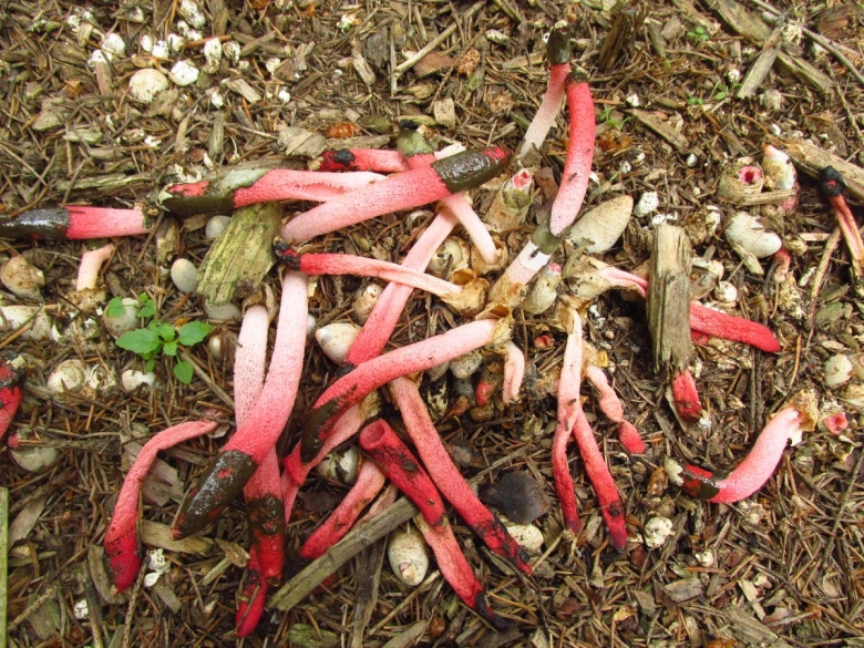 Мутинус равенеля гриб