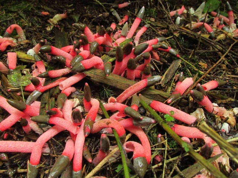 Мутинус равенеля гриб