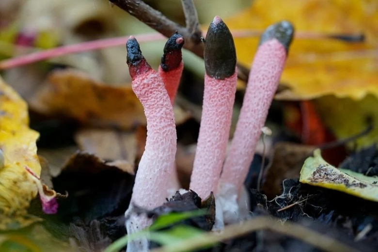 Гриб мутинус собачий