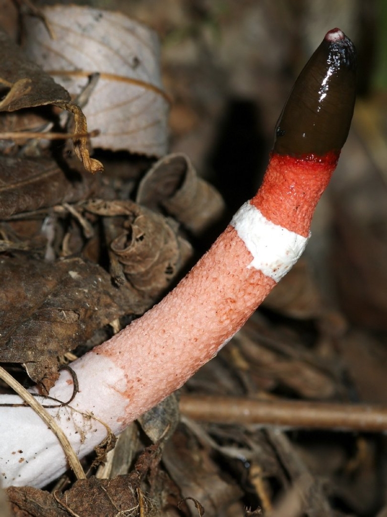 Мутинус равенеля