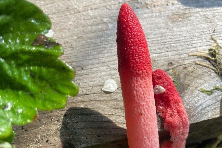 Мутинус равенеля