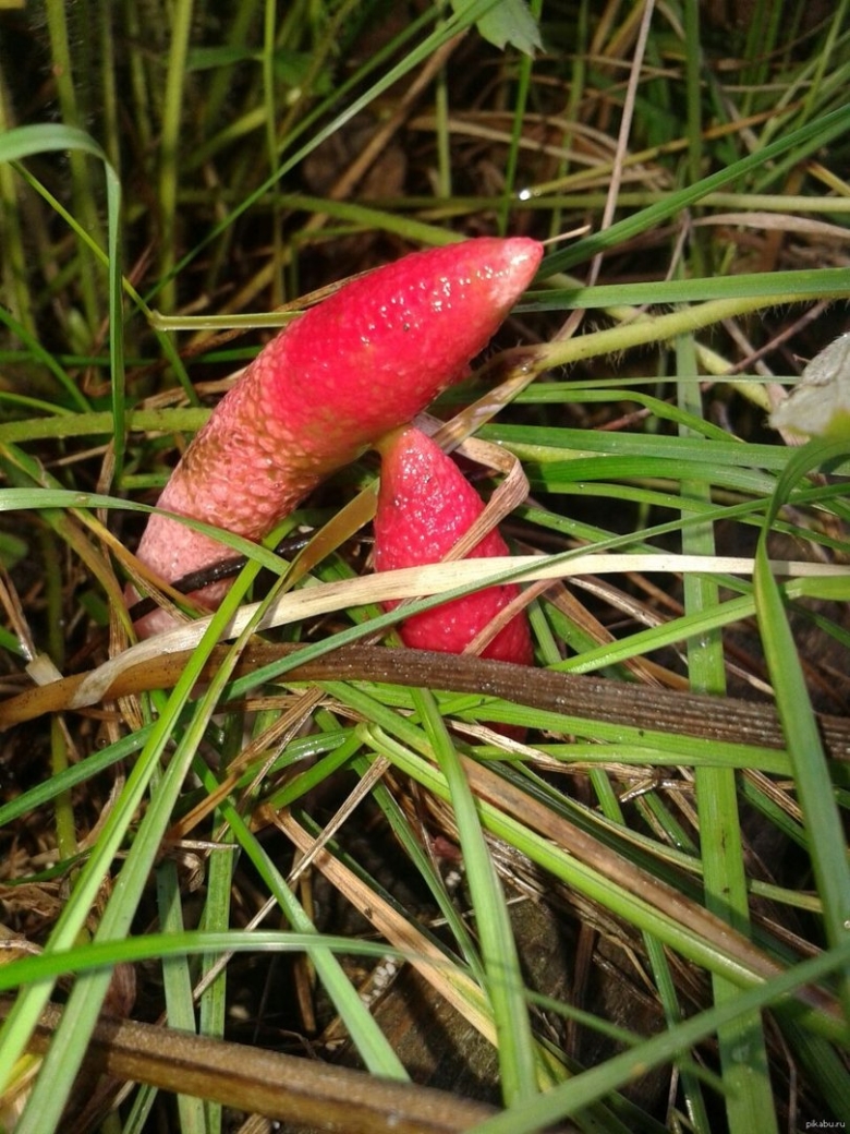 Гриб отсосиновик Лесной