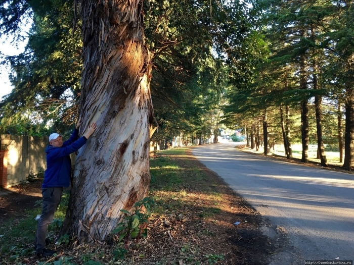 Эвкалиптовая роща абхазия сухум