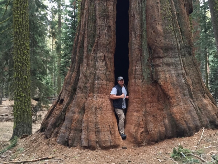 Секвойя дерево