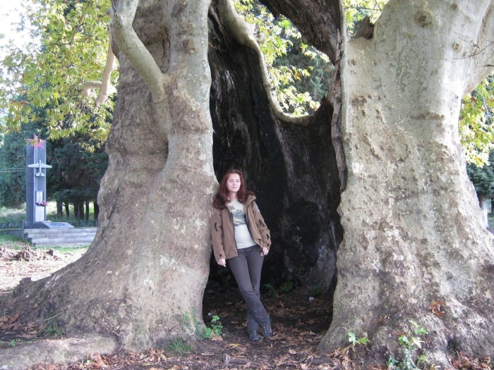 Дерево платан в абхазии