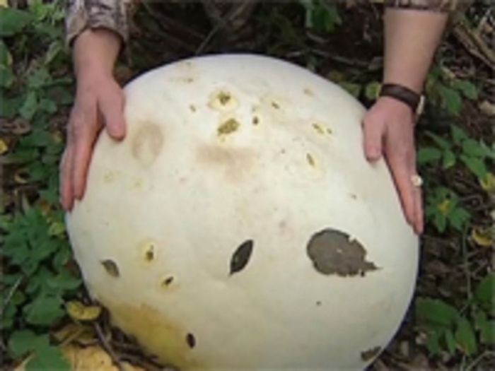 Головач гигантский гриб