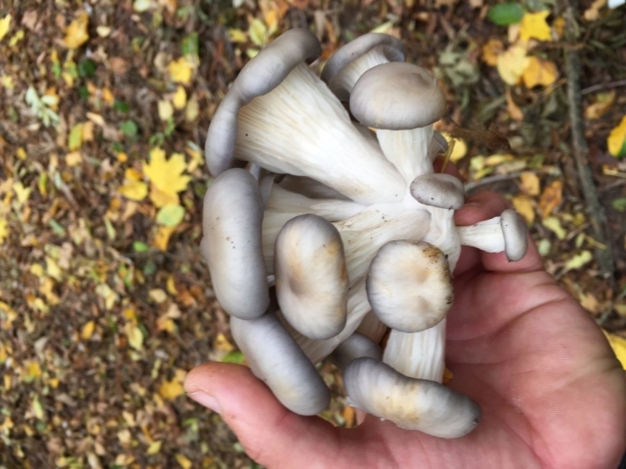 Вешенка обыкновенная (pleurotus ostreatus)