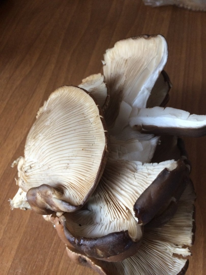 Гриб вешенка обыкновенная