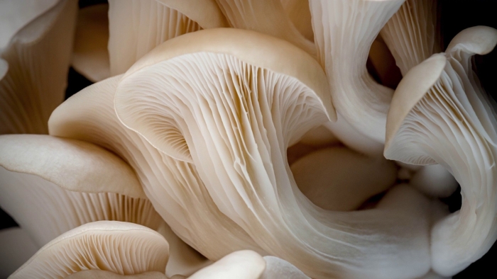 Вешенка обыкновенная (250 мл.)