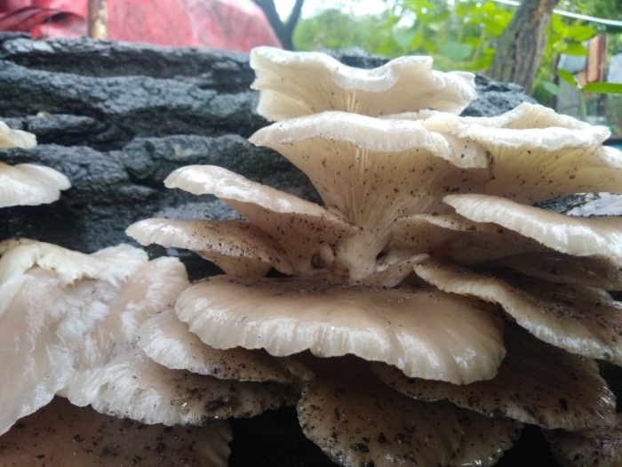 Гриб легочная вешенка