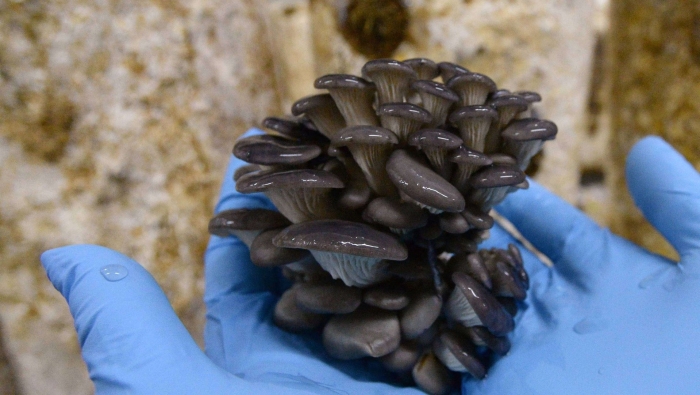 Вешенка устричная