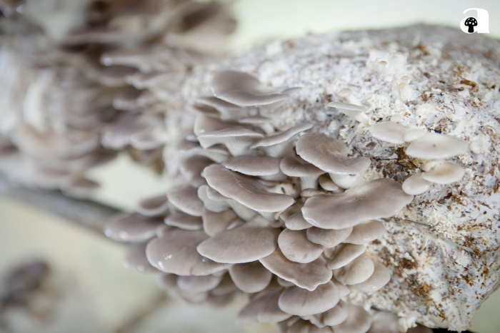 Pleurotus ostreatus