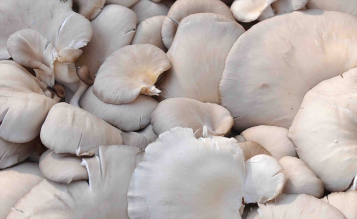 Вёшенка обыкновенная