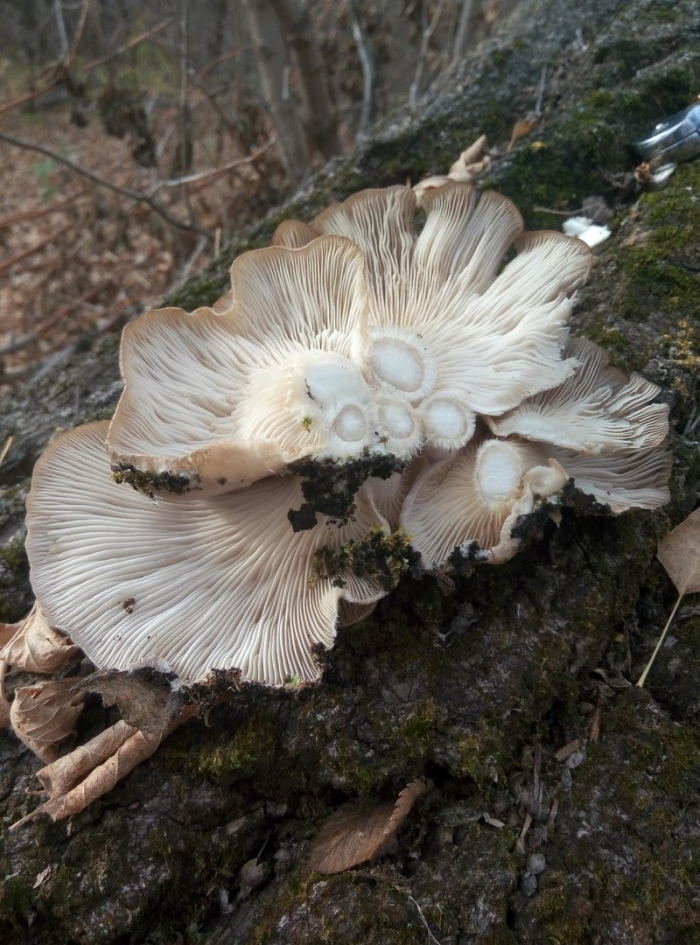 Вёшенка устричная