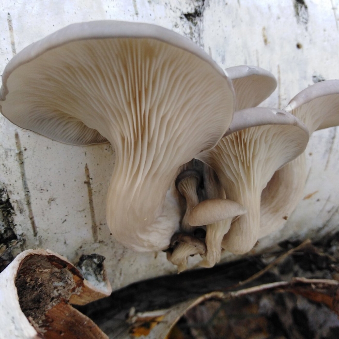 Вешенка обыкновенная (pleurotus ostreatus)